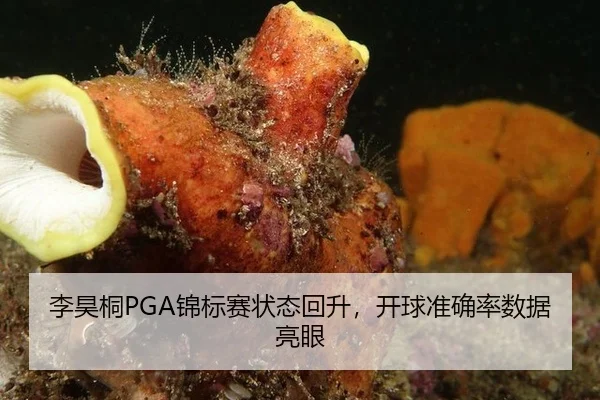 李昊桐PGA锦标赛状态回升，开球准确率数据亮眼
